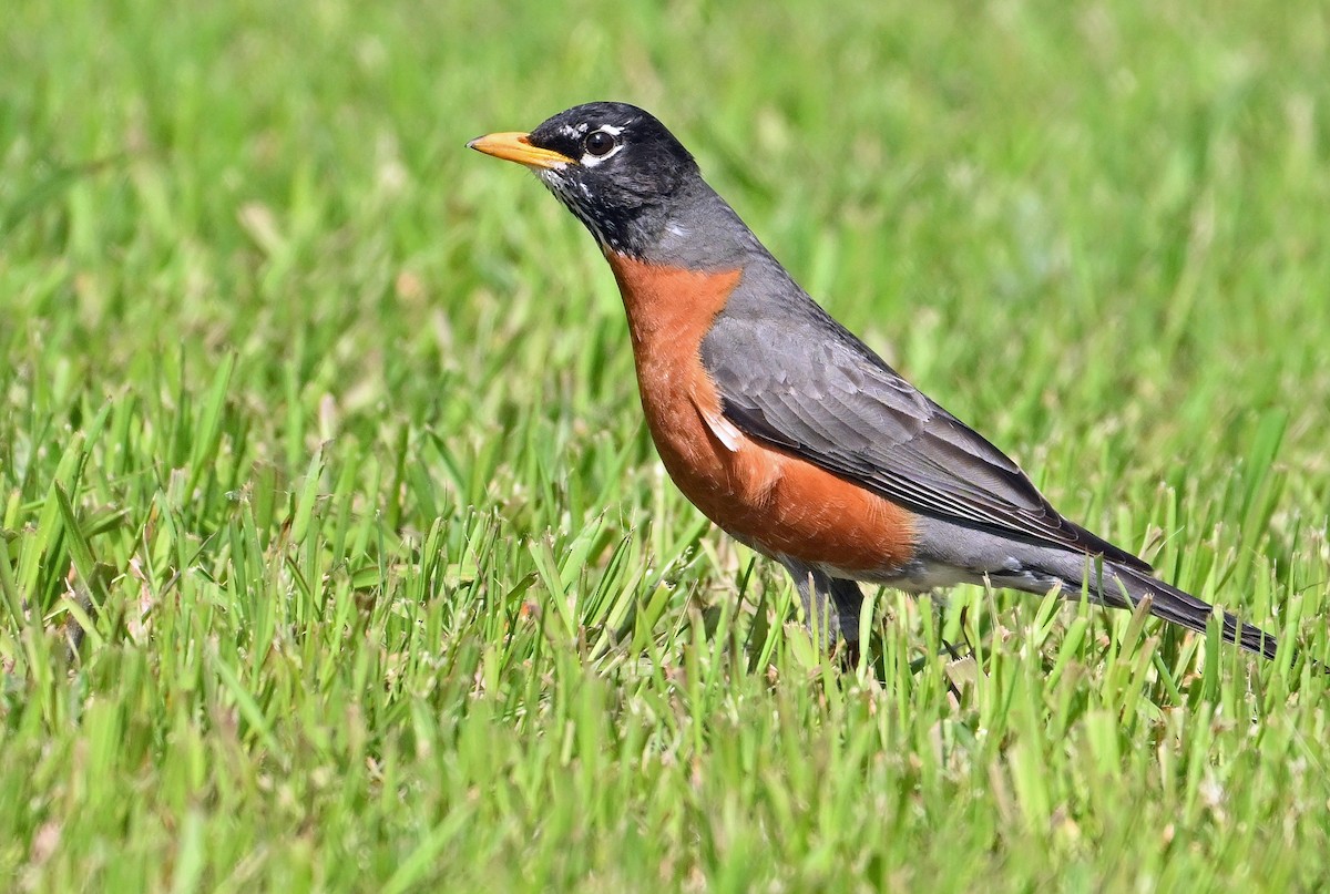 American Robin - ML619803801