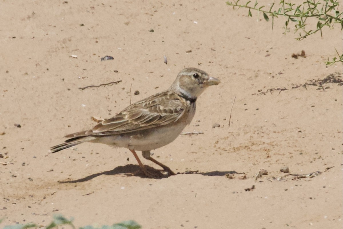 Calandra Lark - ML619803872