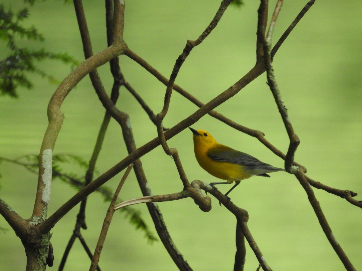 Prothonotary Warbler - ML619803876