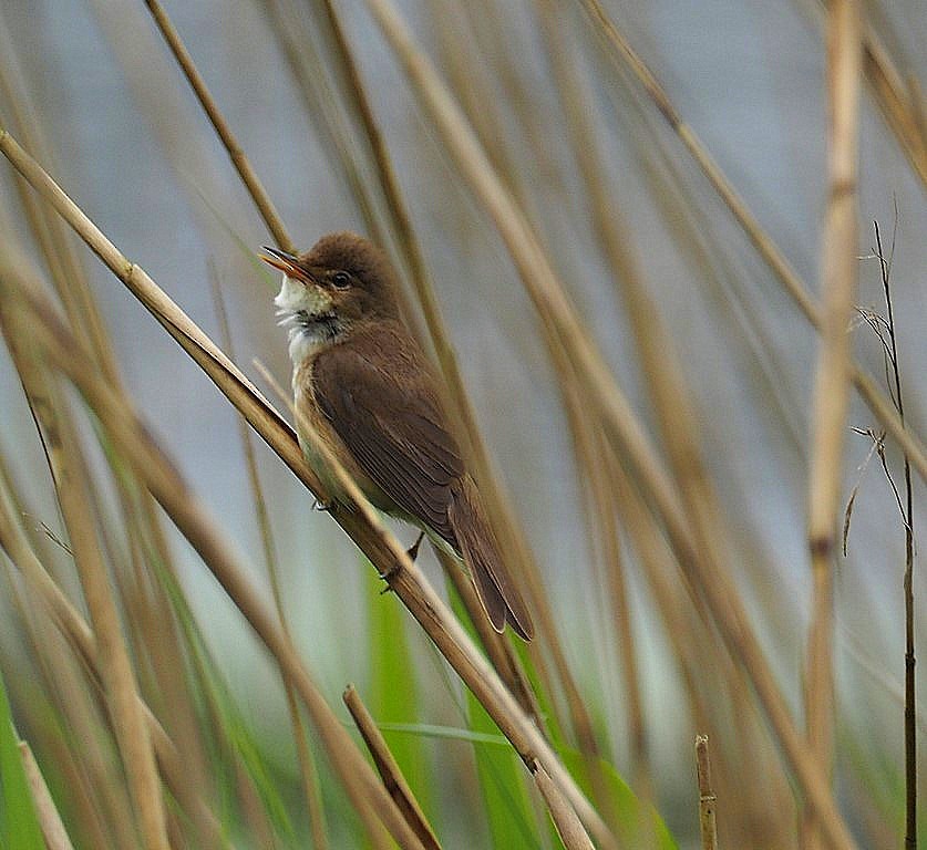 Common Reed Warbler - ML619803888