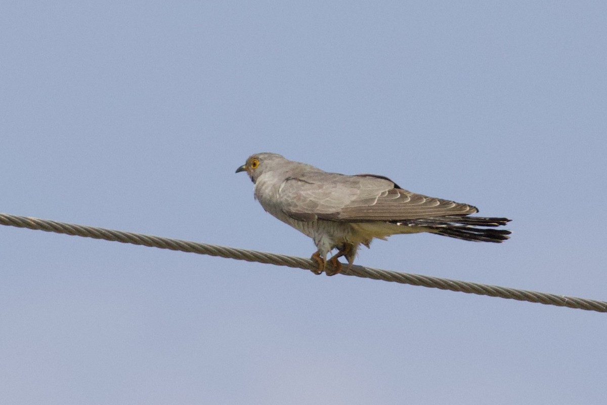 Common Cuckoo - ML619803889