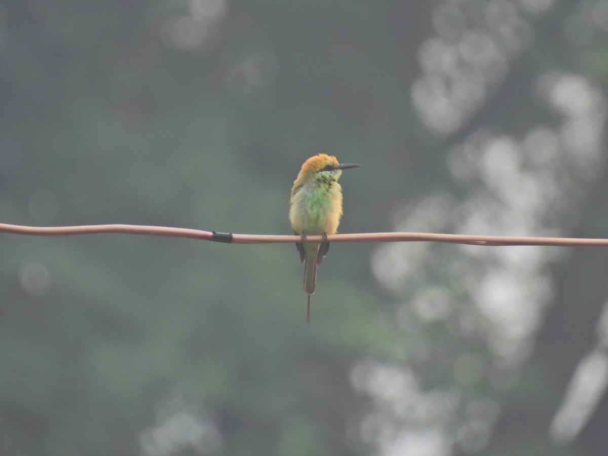 Asian Green Bee-eater - ML619803894