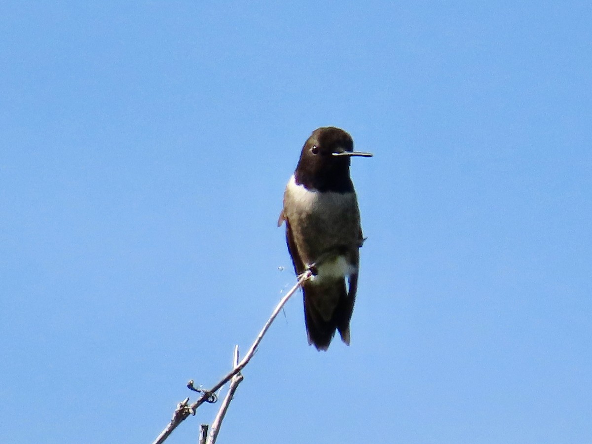 Black-chinned Hummingbird - ML619803896