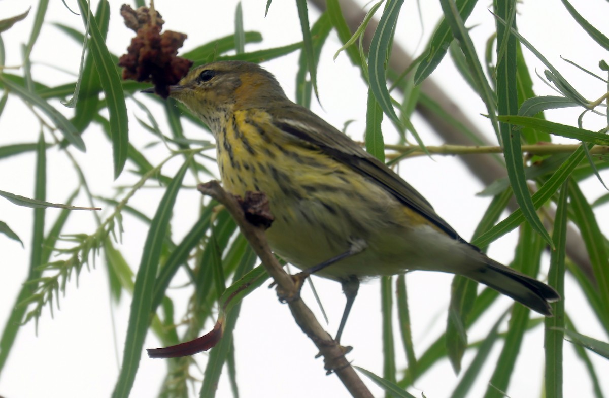 Cape May Warbler - ML619803958