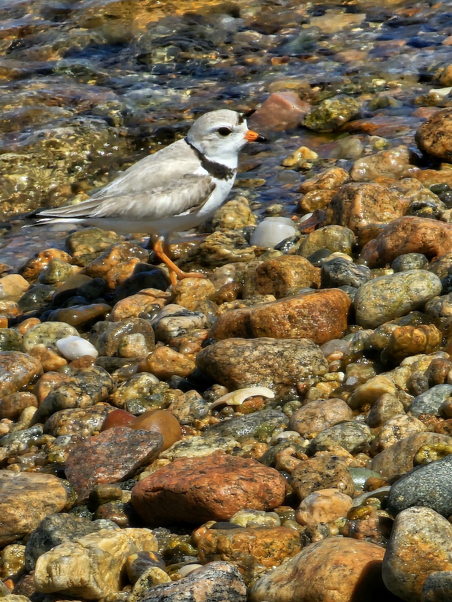 Piping Plover - ML619803974