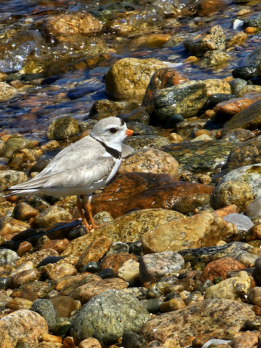 Piping Plover - ML619803975