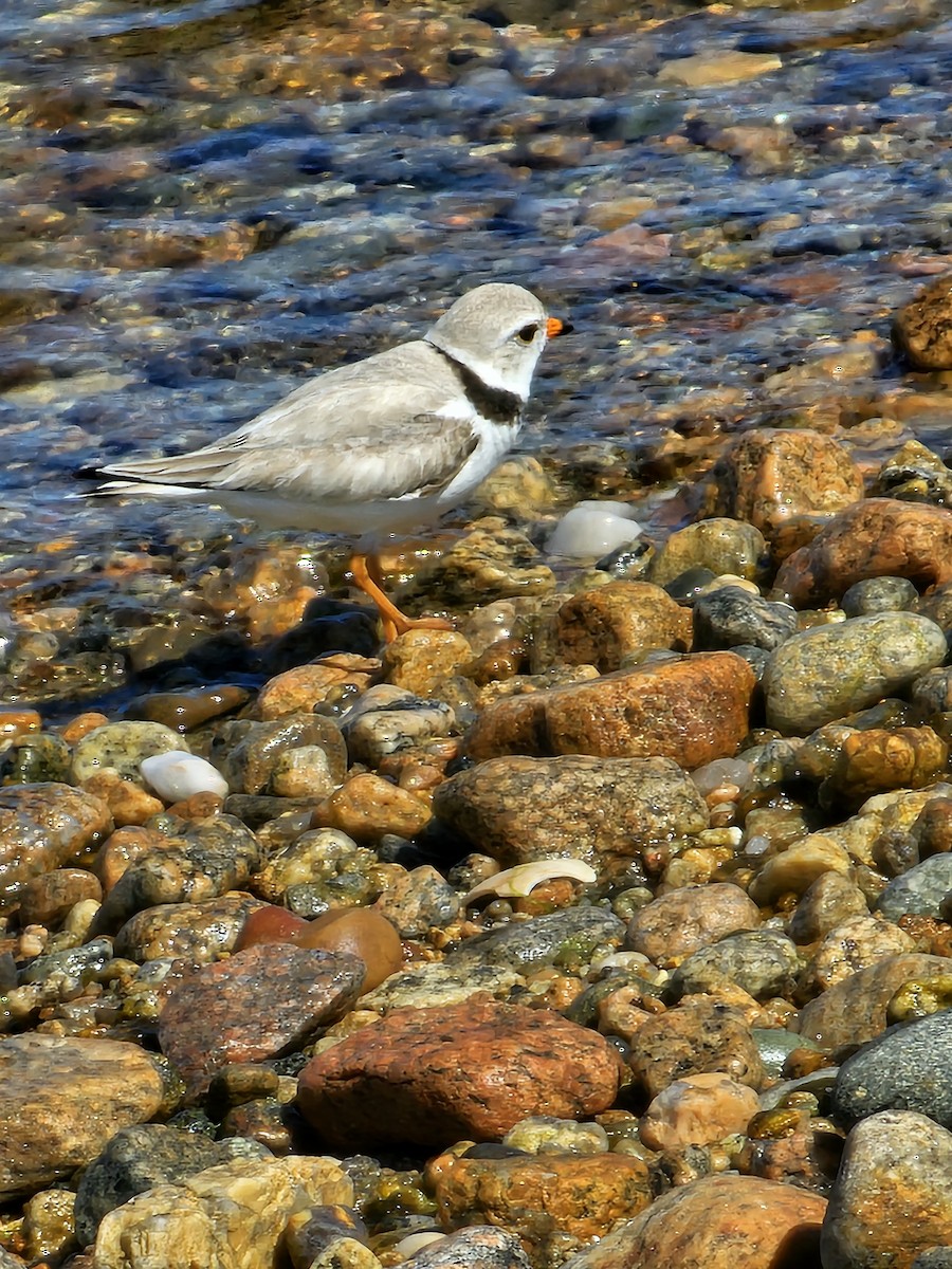 Piping Plover - ML619803977