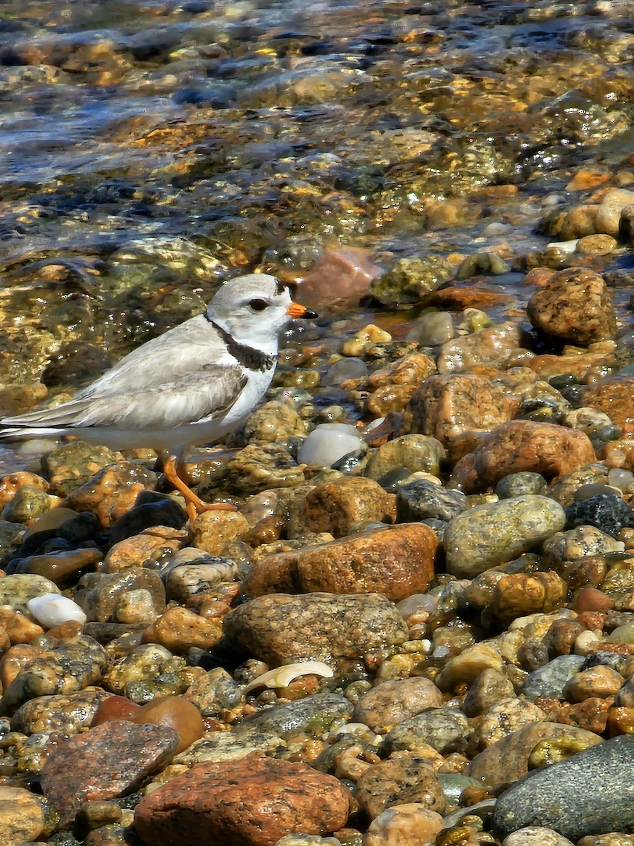 Piping Plover - ML619803979