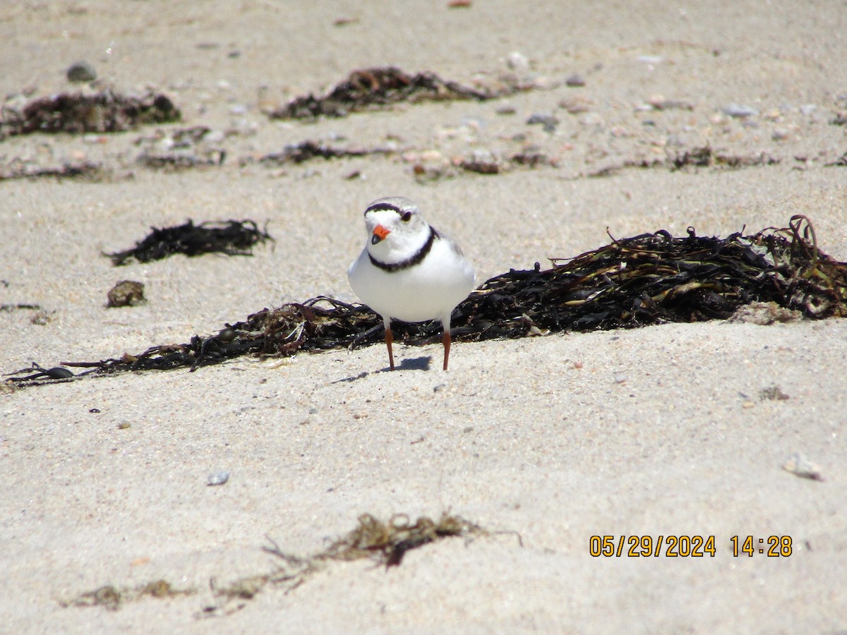 Piping Plover - ML619804090