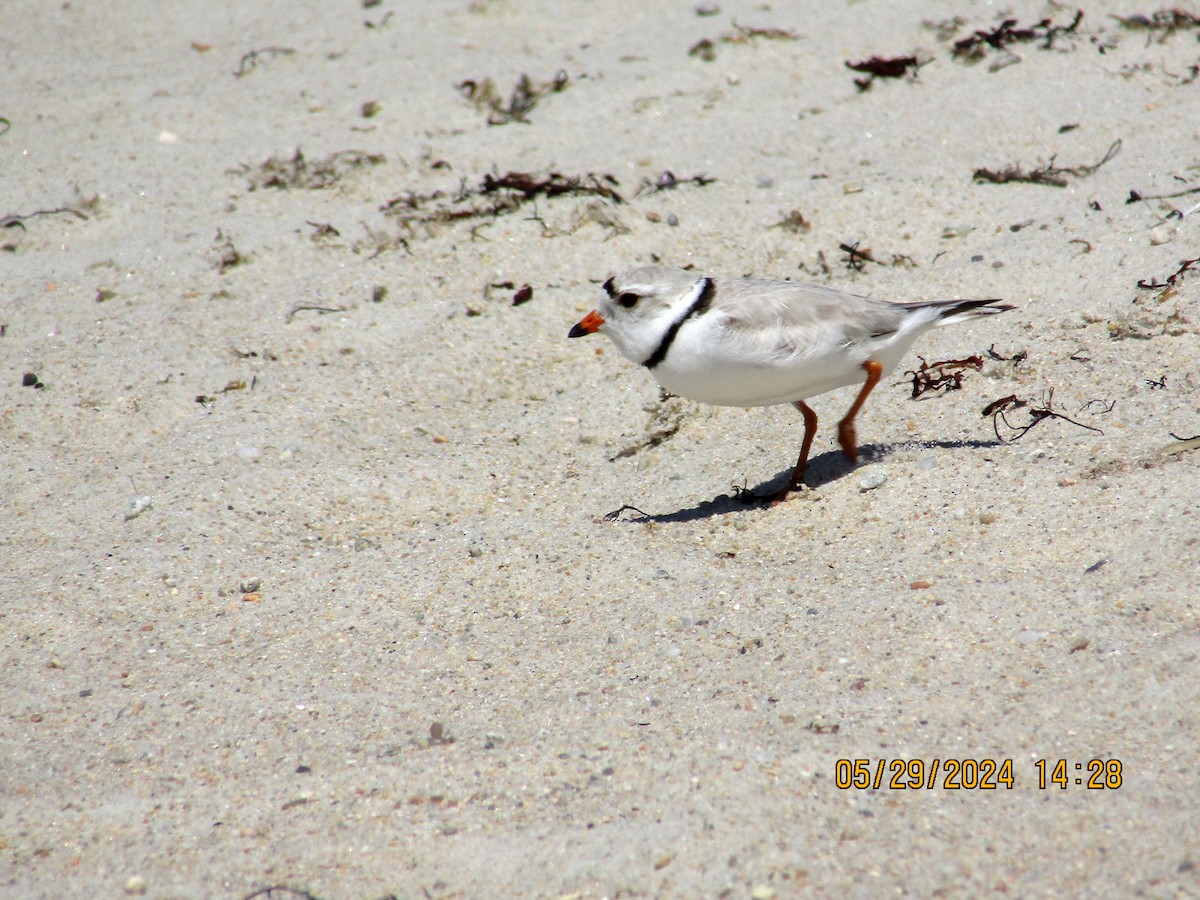 Piping Plover - ML619804093