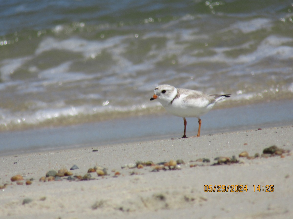 Piping Plover - ML619804094