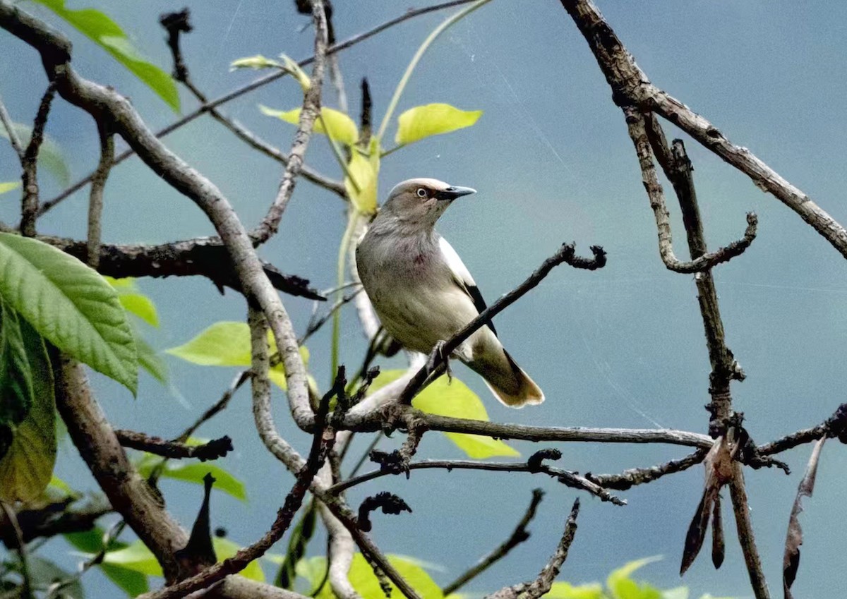 White-shouldered Starling - ML619804176