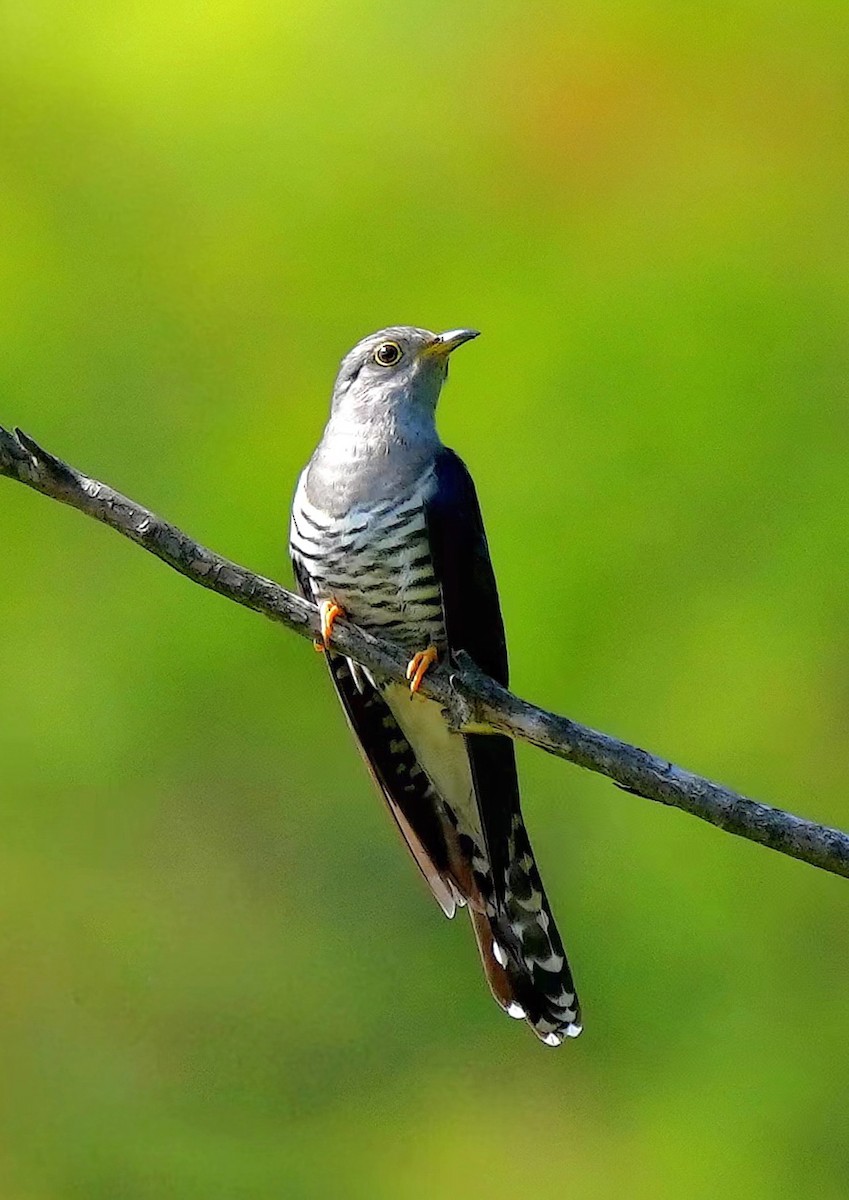 Lesser Cuckoo - ML619804188