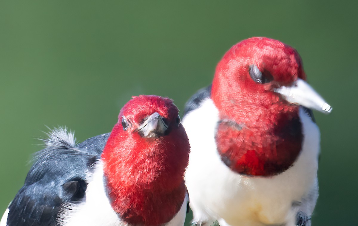 Red-headed Woodpecker - ML619804198