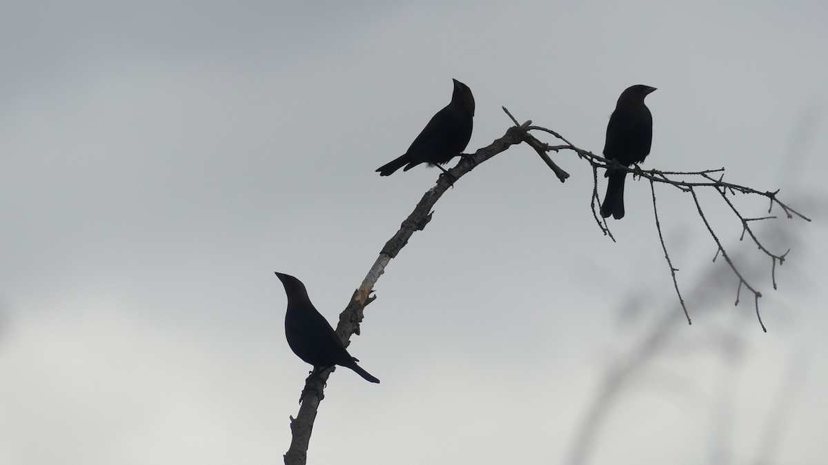 Brown-headed Cowbird - ML619804226