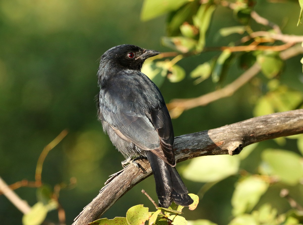 Fork-tailed Drongo - ML619804231