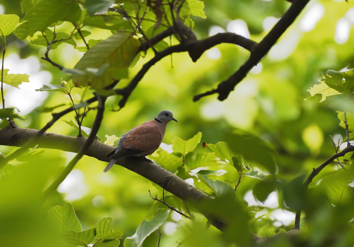 Red Collared-Dove - ML619804232