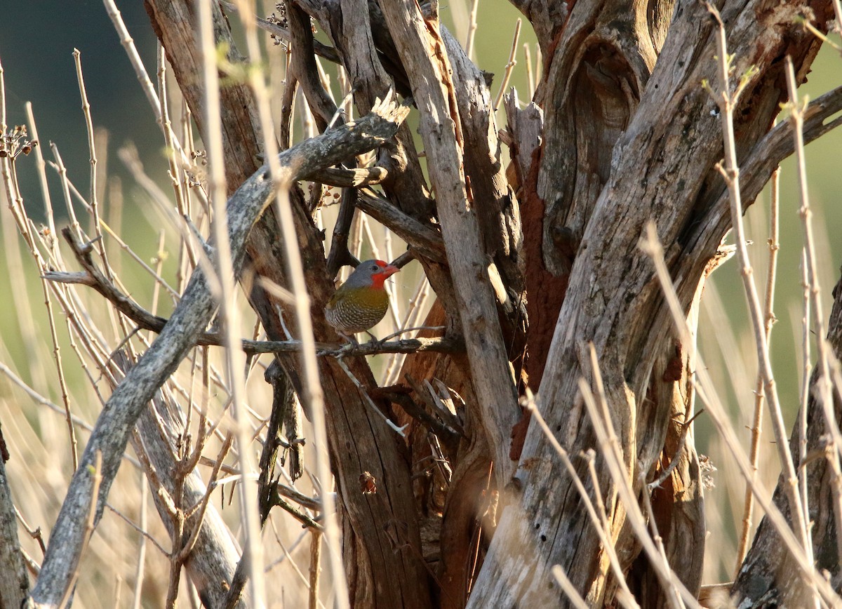 Green-winged Pytilia - ML619804237