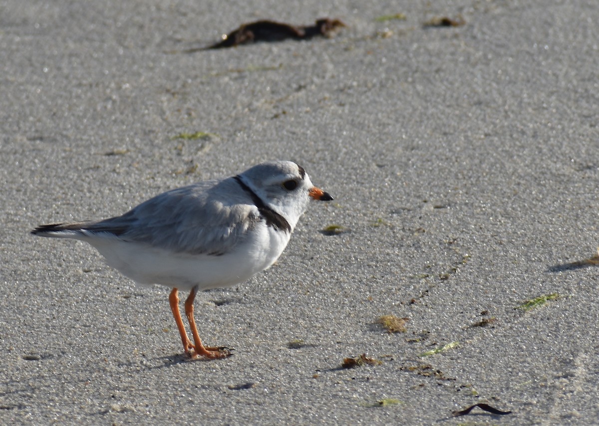 Piping Plover - ML619804324