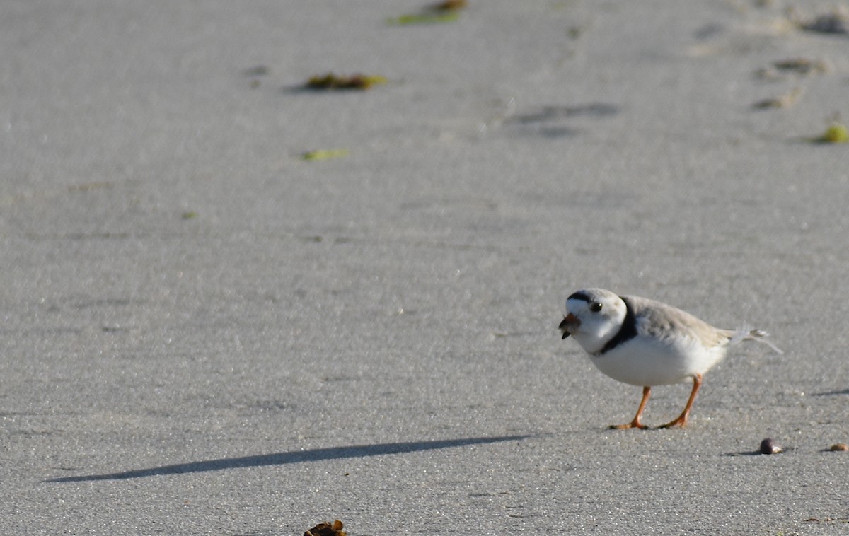 Piping Plover - ML619804328