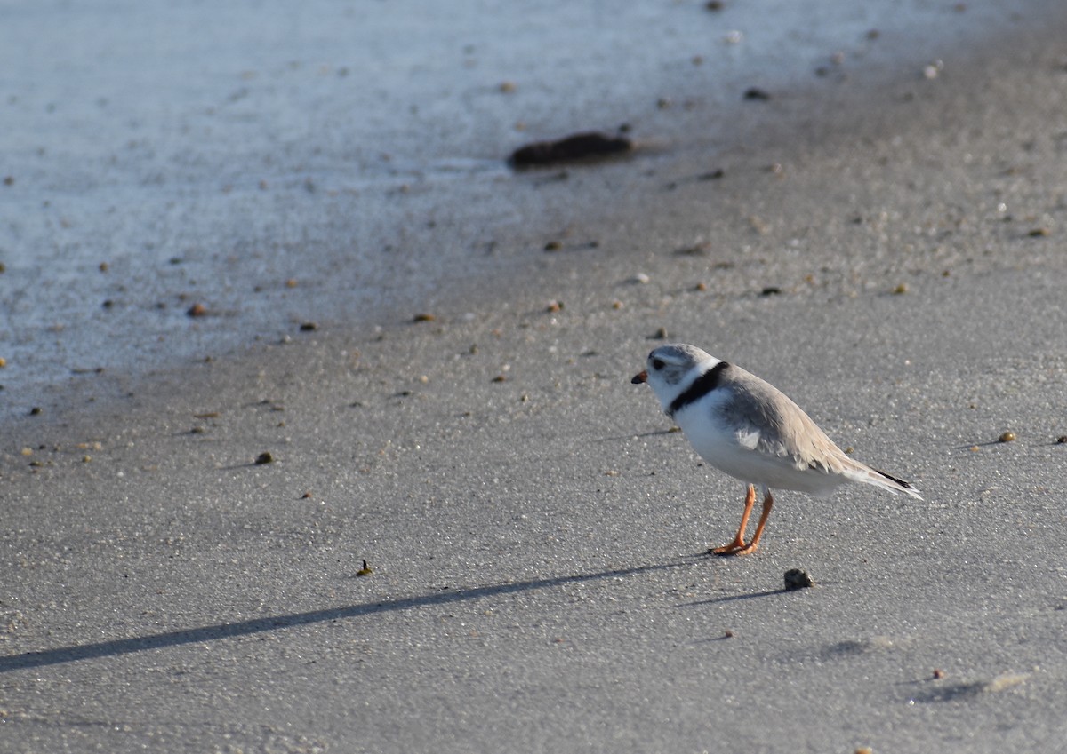 Piping Plover - ML619804329