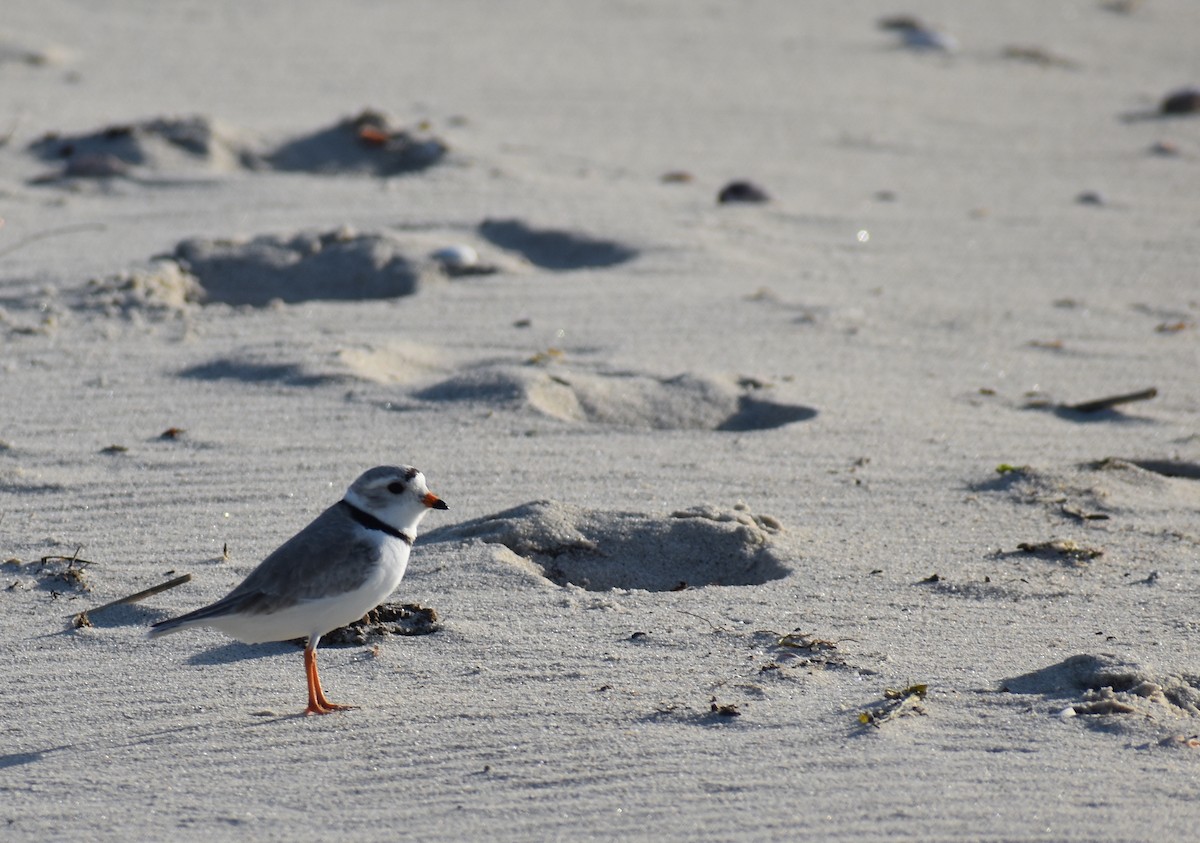 Piping Plover - ML619804333