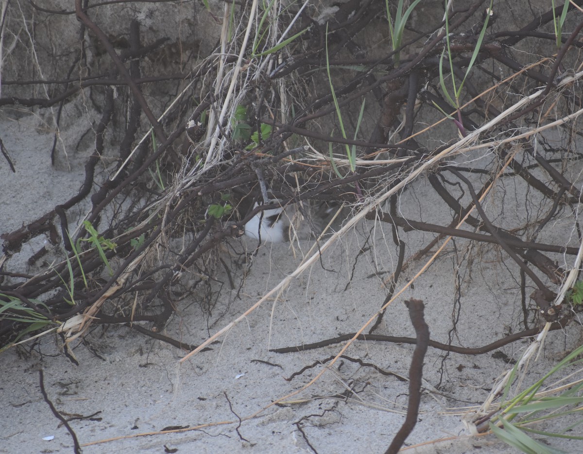 Piping Plover - ML619804348