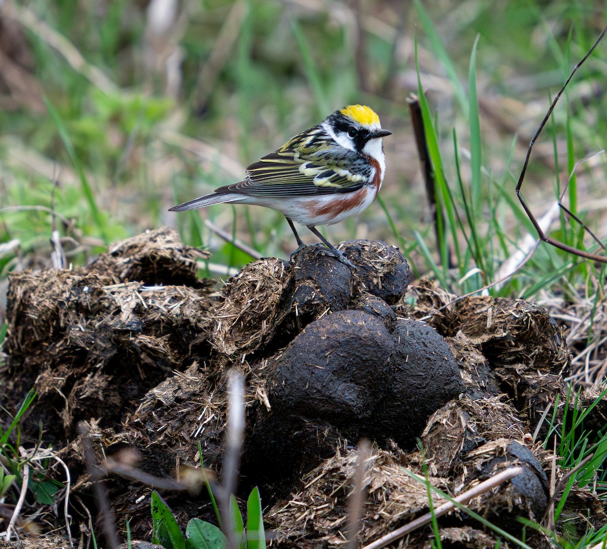 Chestnut-sided Warbler - ML619804360