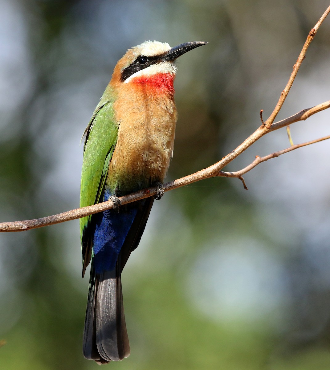 White-fronted Bee-eater - ML619804368