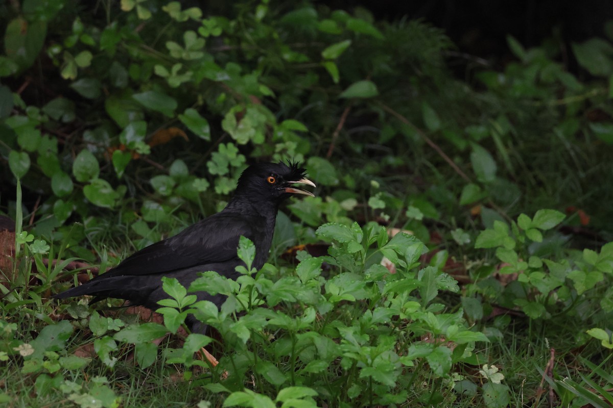 Crested Myna - ML619804372