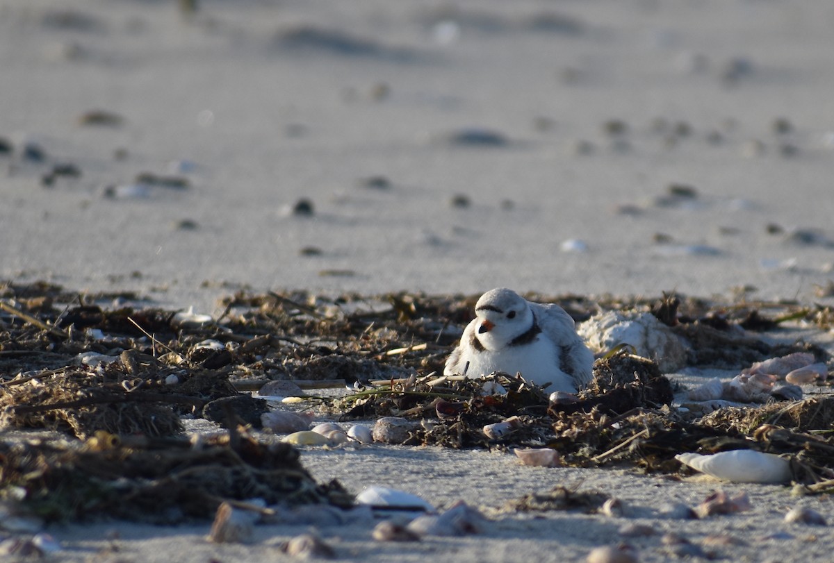 Piping Plover - ML619804374