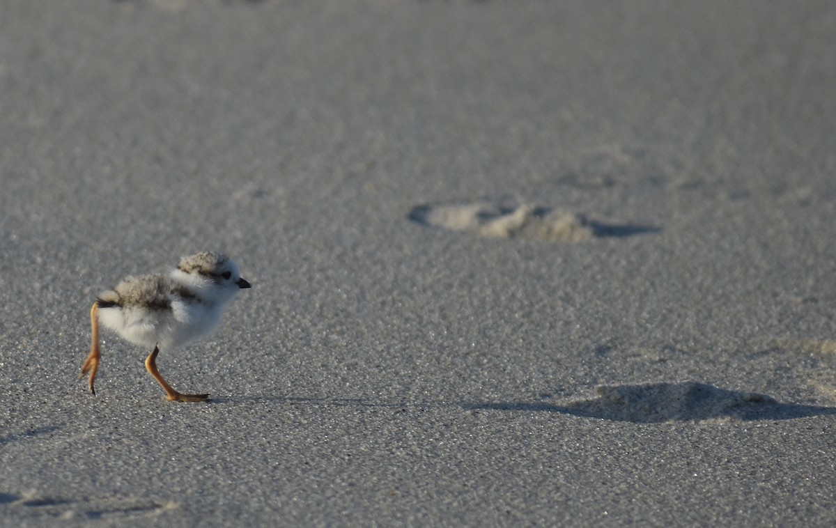 Piping Plover - ML619804377