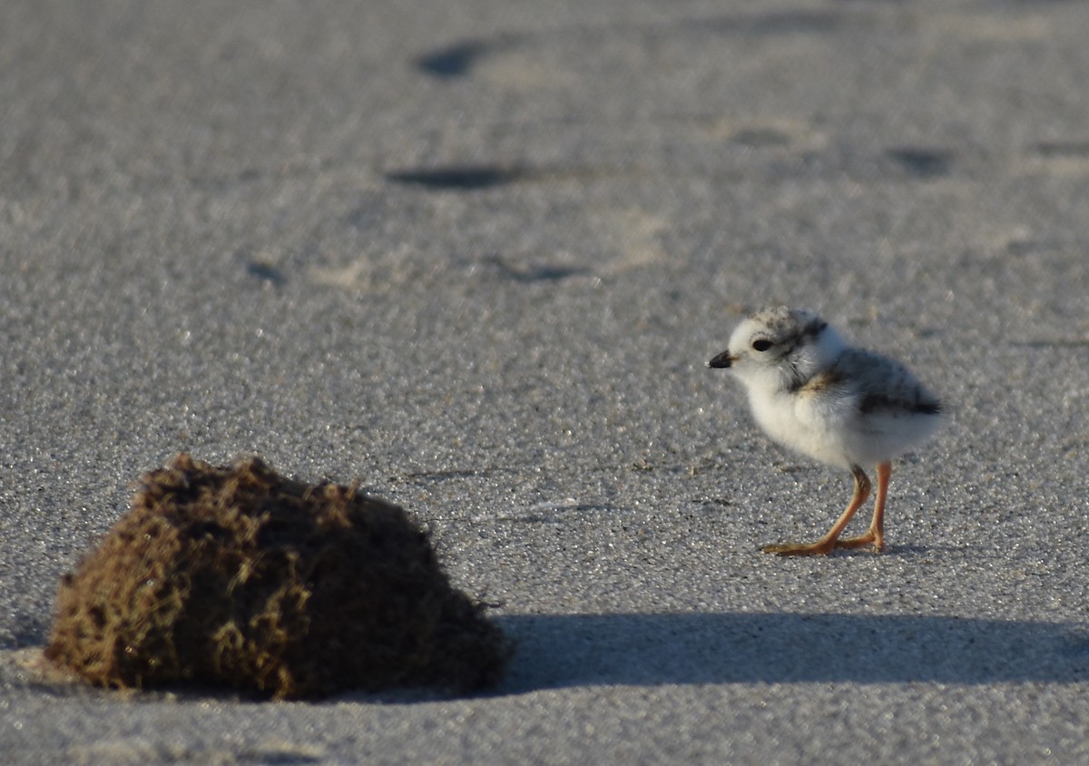 Piping Plover - ML619804381