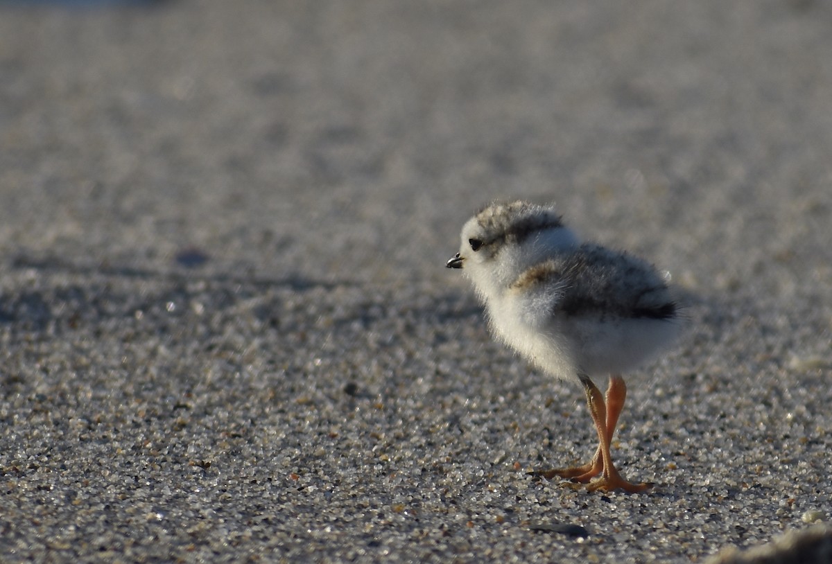 Piping Plover - ML619804382