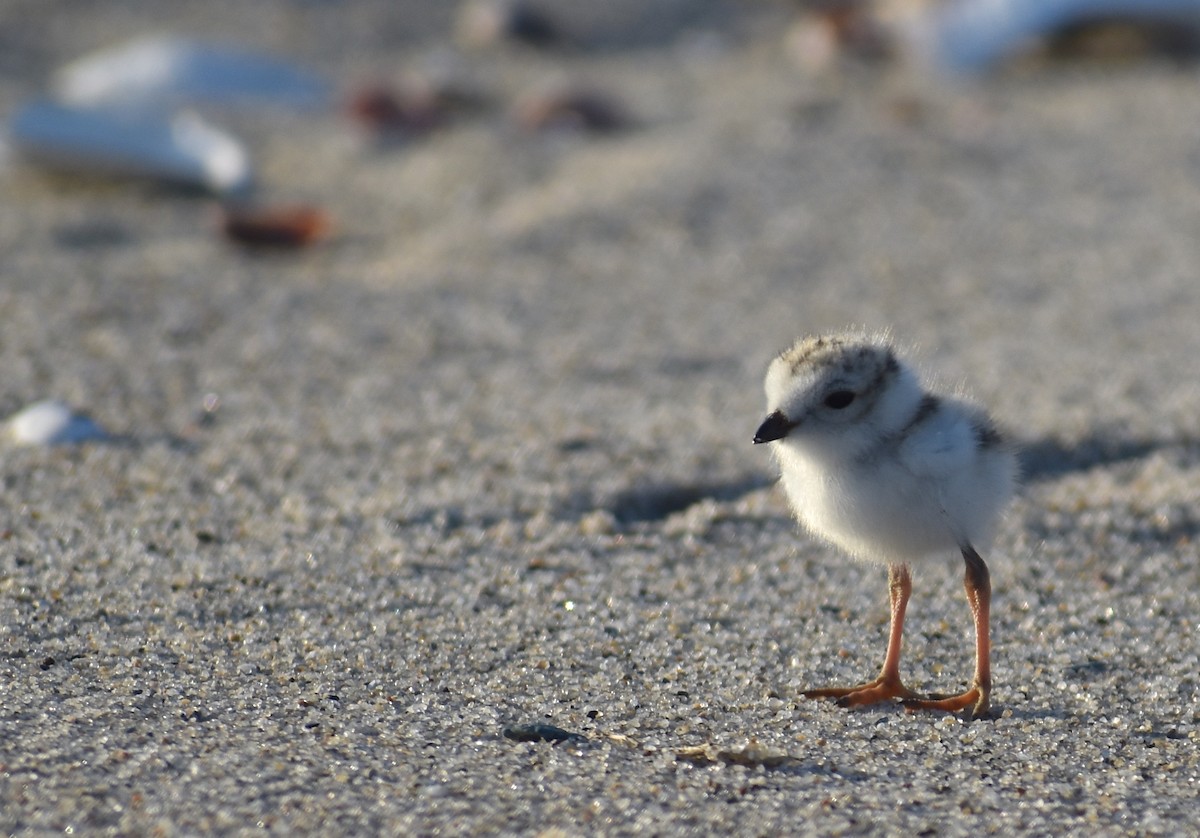 Piping Plover - ML619804383