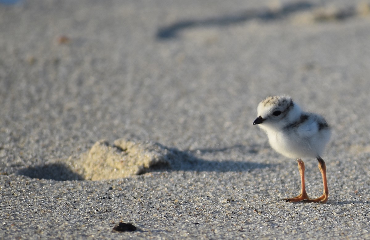 Piping Plover - ML619804386
