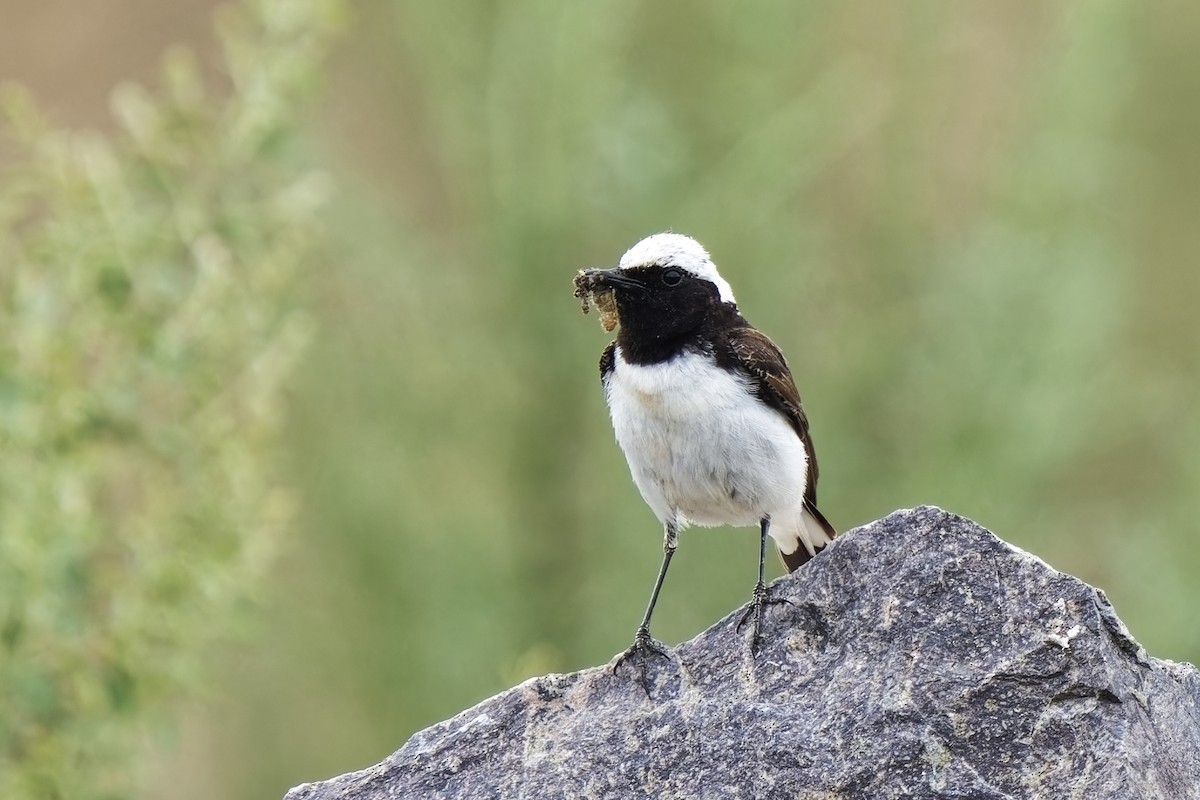 Pied Wheatear - ML619804393