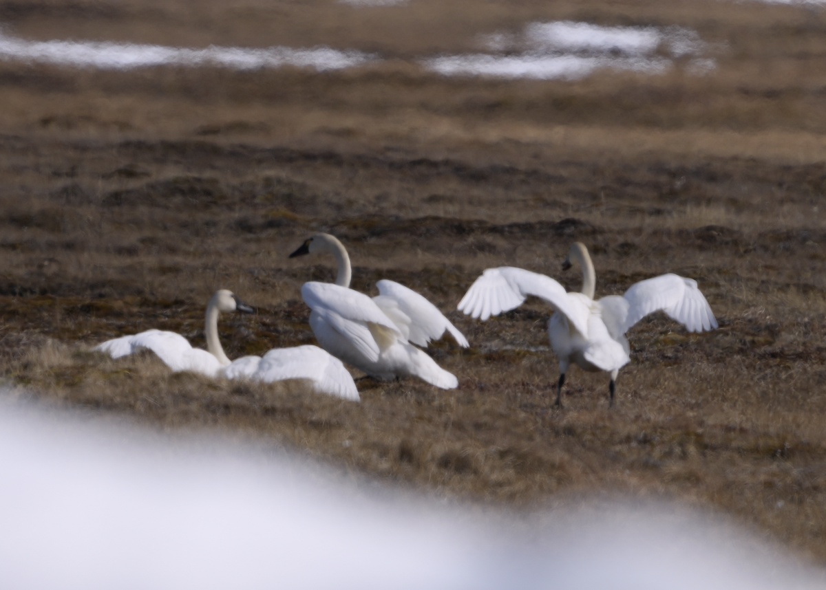 Tundra Swan (Whistling) - ML619804408