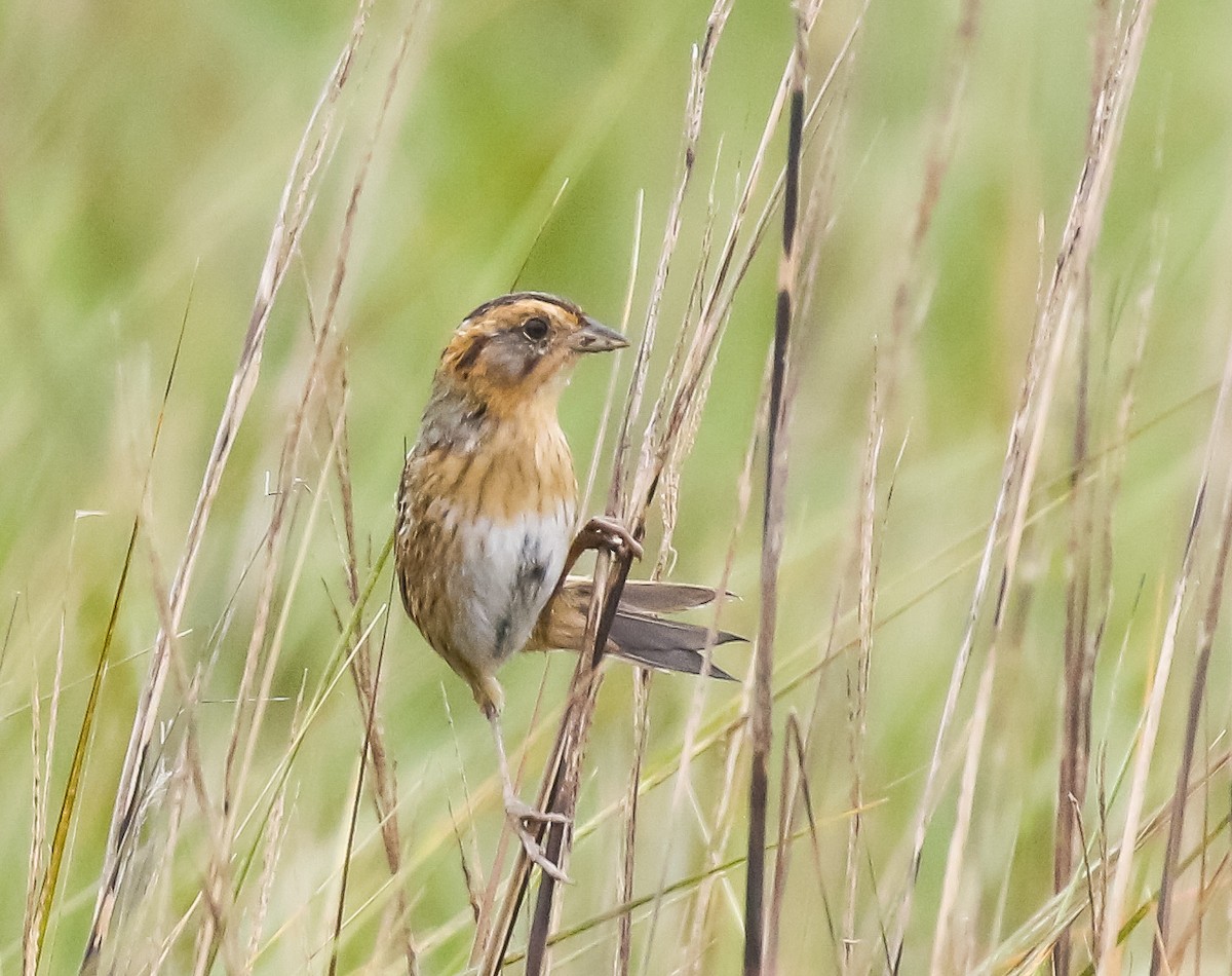 Nelson's Sparrow - ML619804459