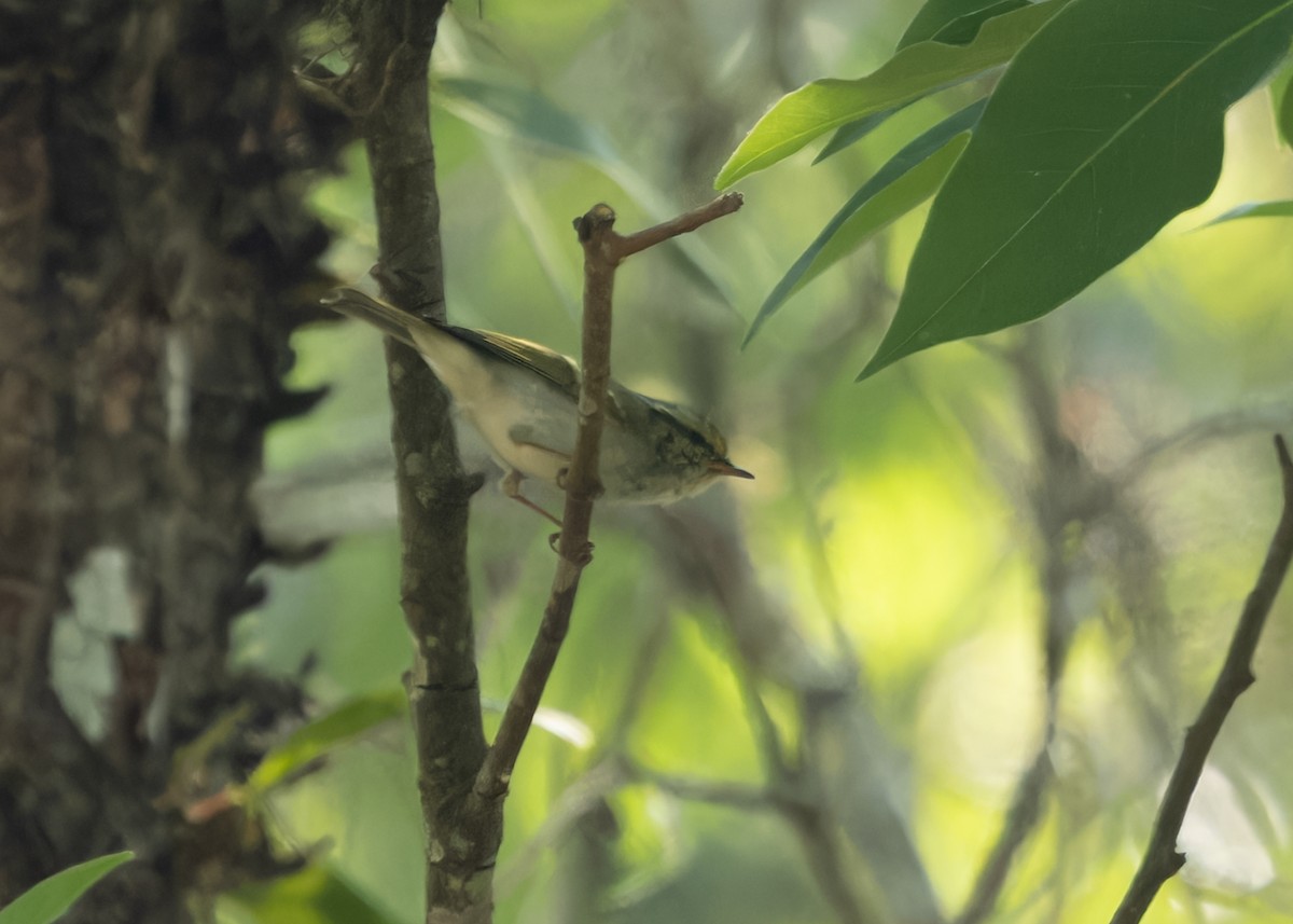 Pallas's Leaf Warbler - ML619804480