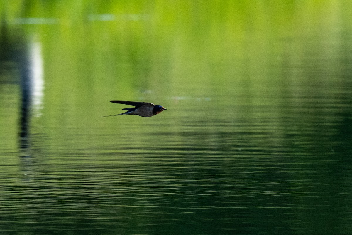 Barn Swallow - ML619804482