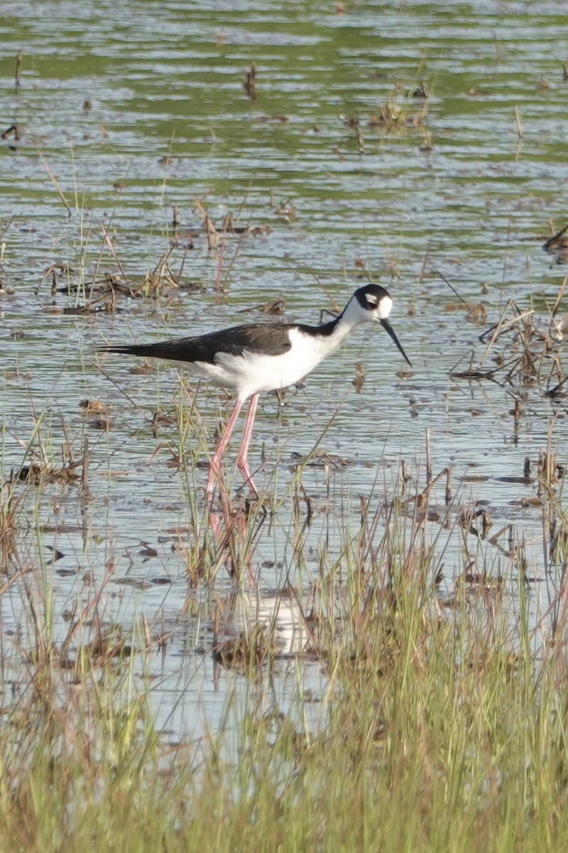 Black-necked Stilt - ML619804485