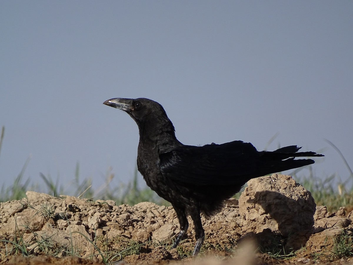 Brown-necked Raven - ML619804525