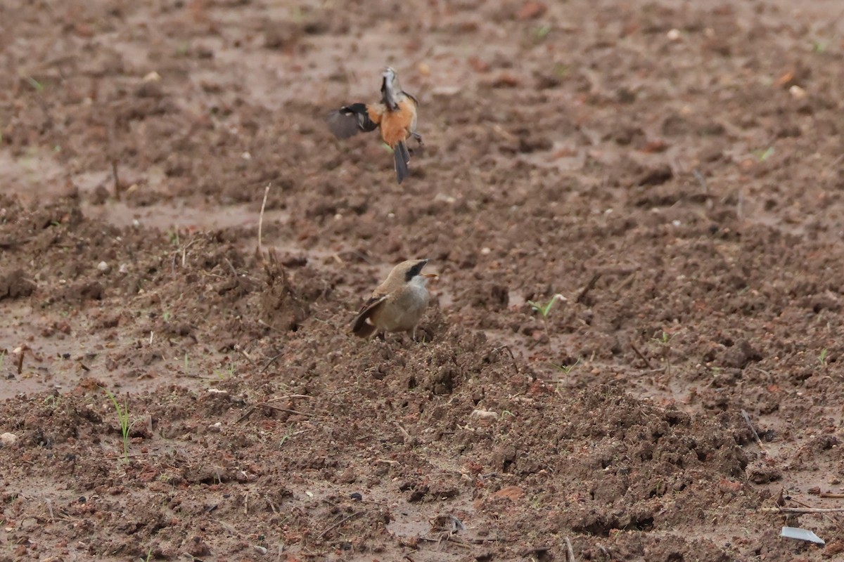 Long-tailed Shrike - ML619804538