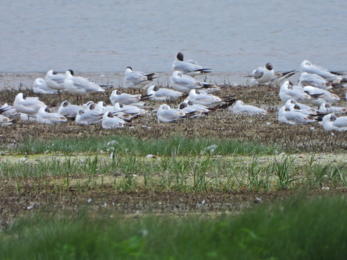 Black-headed Gull - ML619804540