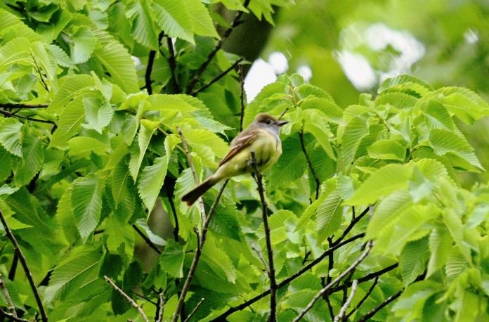 Great Crested Flycatcher - ML619804562
