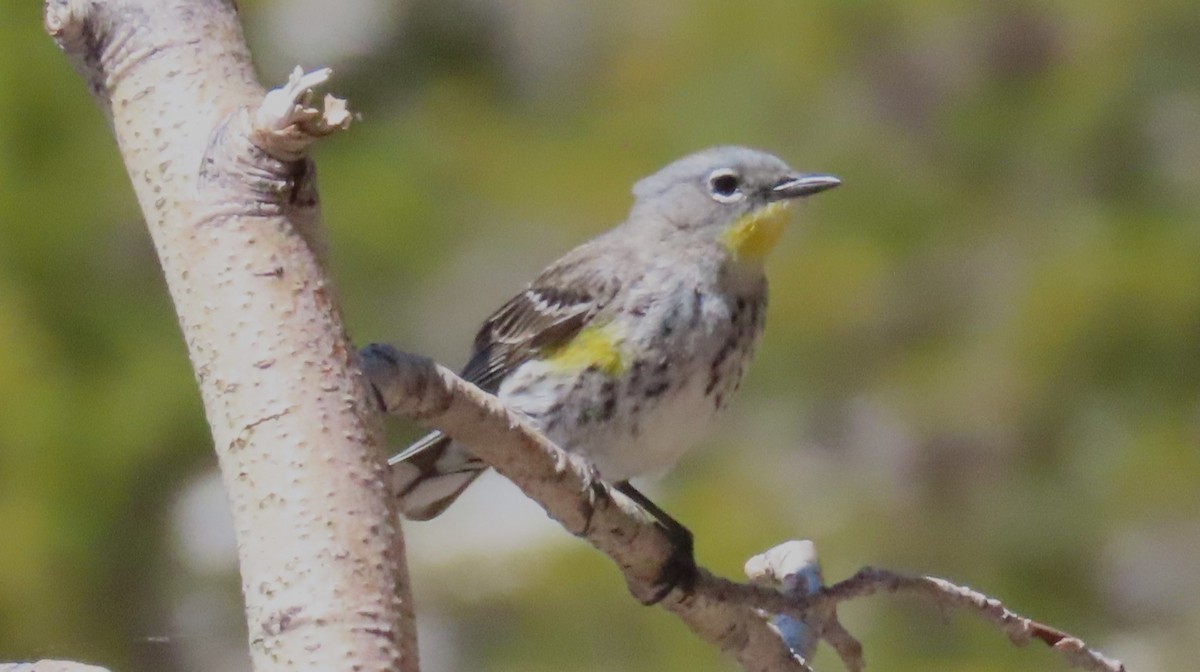 Yellow-rumped Warbler (Audubon's) - ML619804677