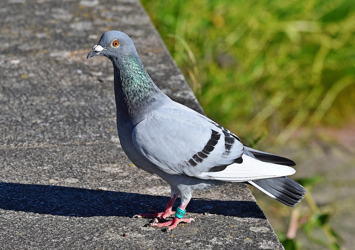 Rock Pigeon (Feral Pigeon) - ML619804714