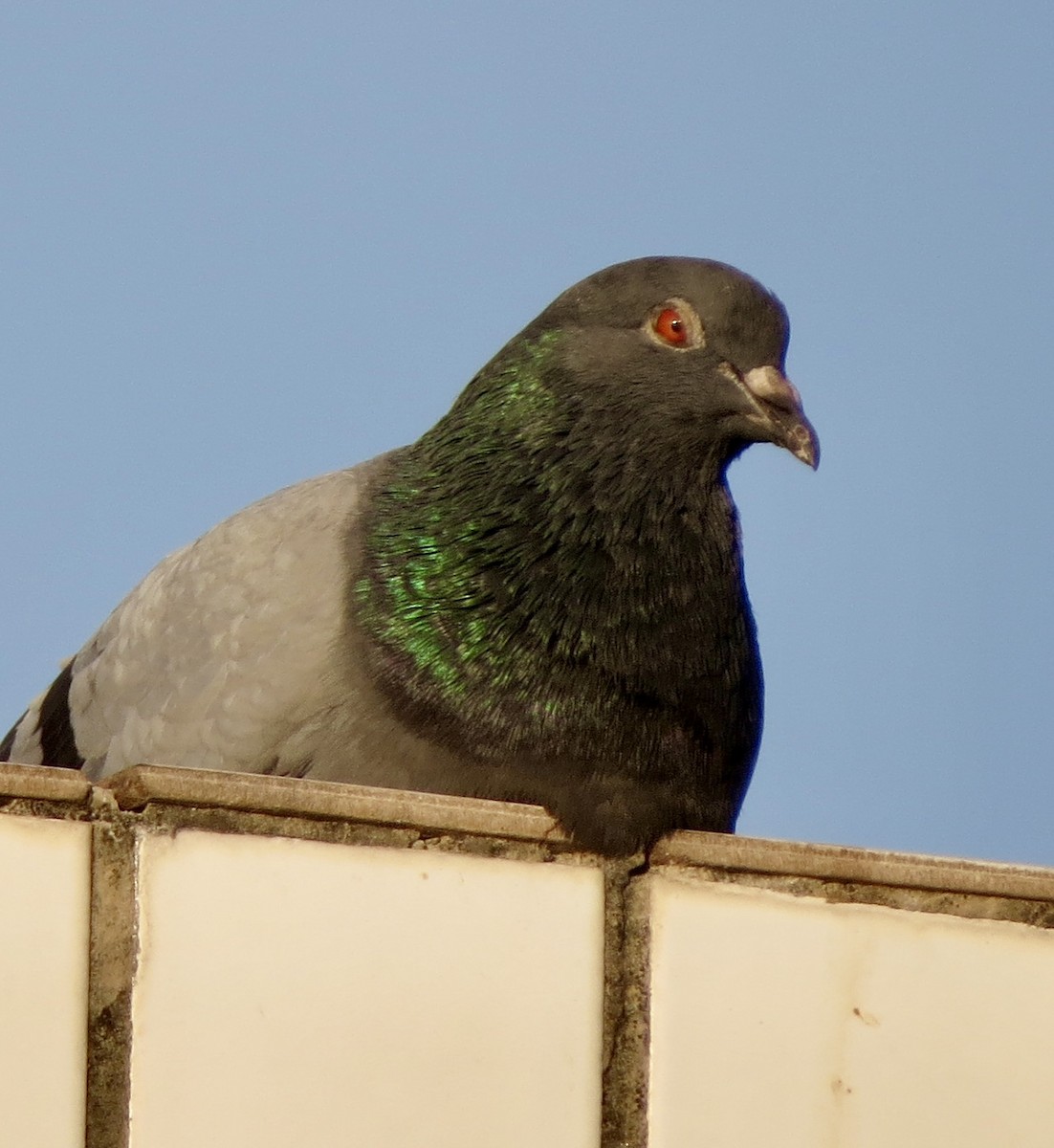 Rock Pigeon (Feral Pigeon) - ML619804855