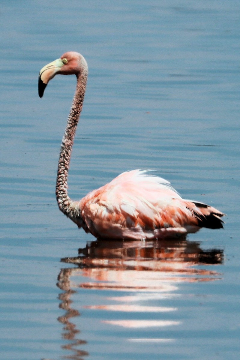 Amerika Flamingosu - ML619804972